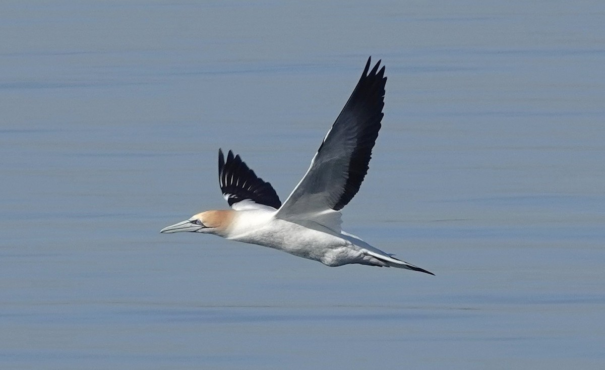 Australasian Gannet - ML641580570