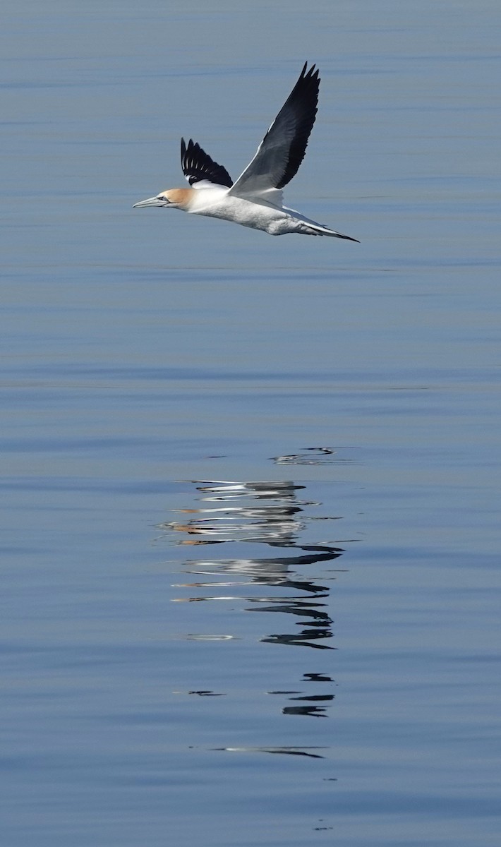 Australasian Gannet - ML641580571