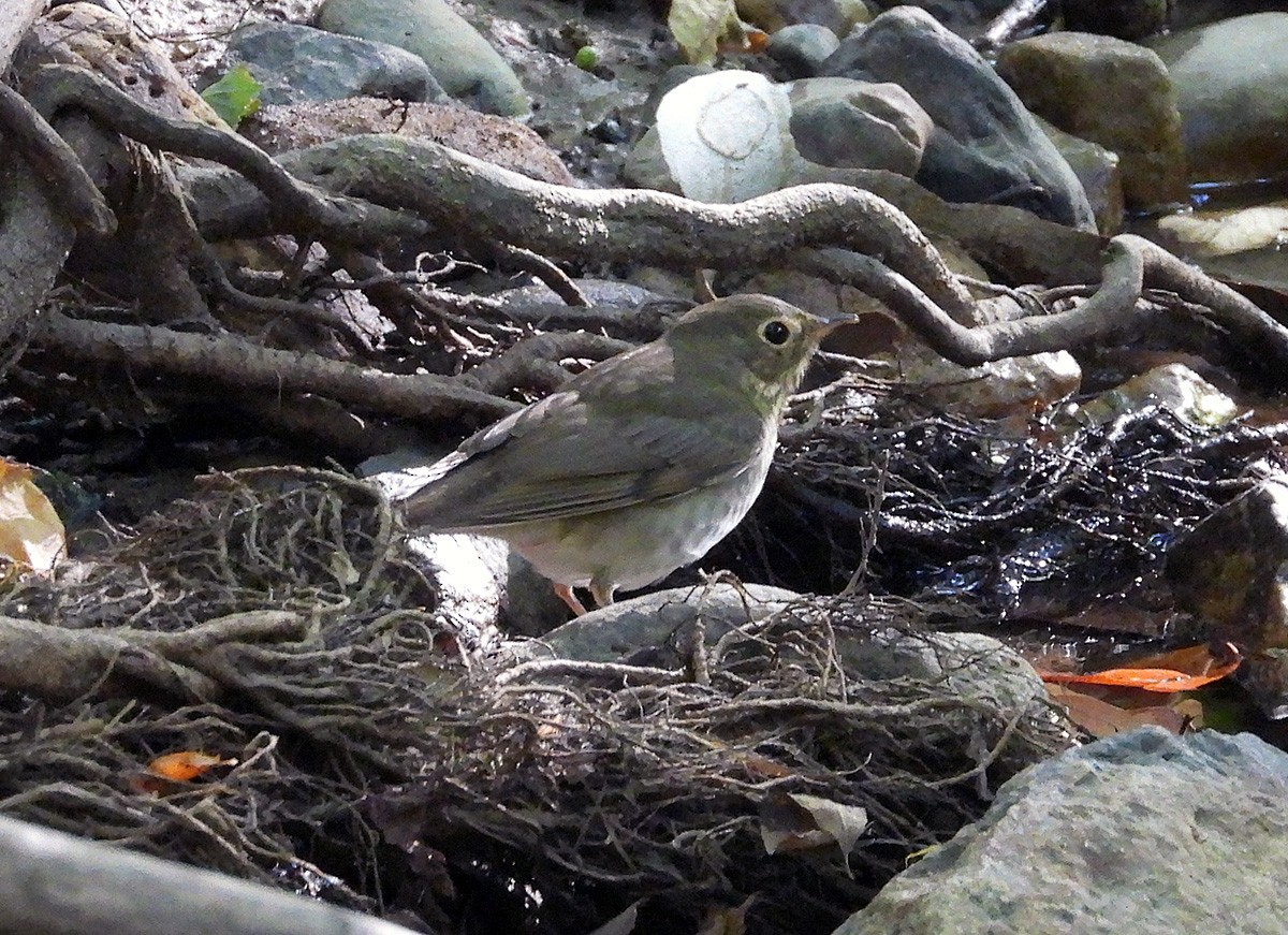 Swainson's Thrush - ML641580586