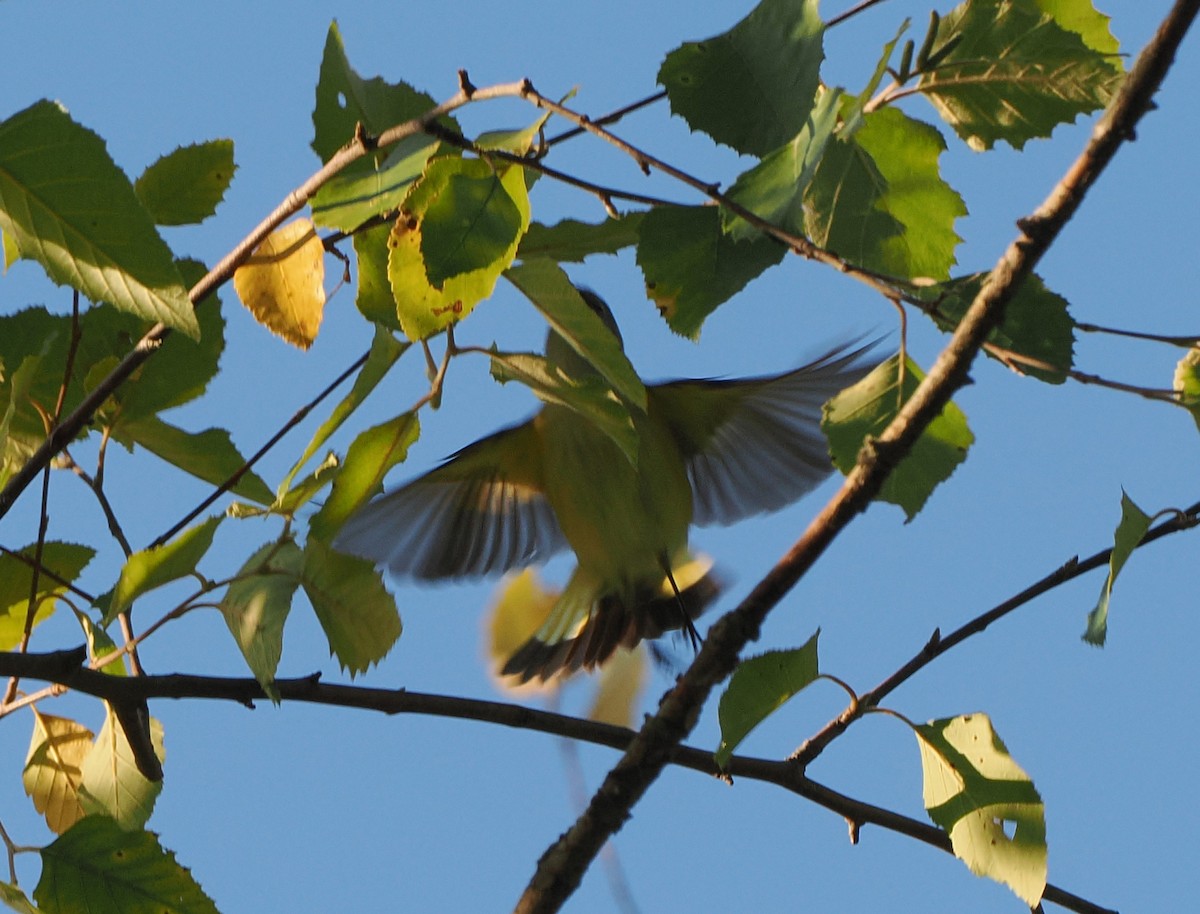 American Redstart - ML641580597