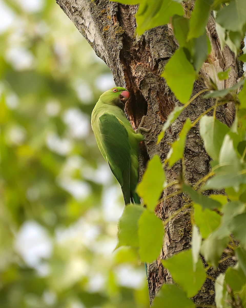 Rose-ringed Parakeet - ML641580601