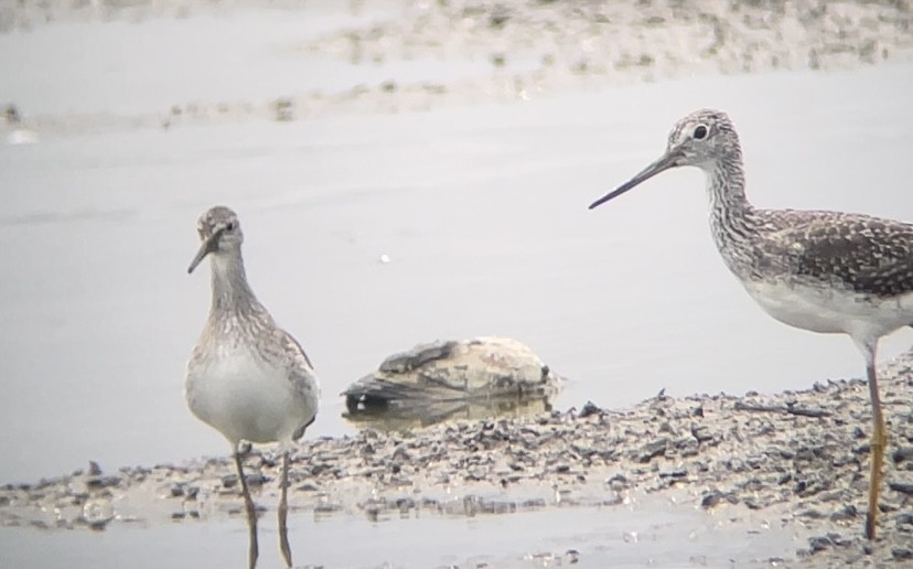 vodouš velký - ML641580602