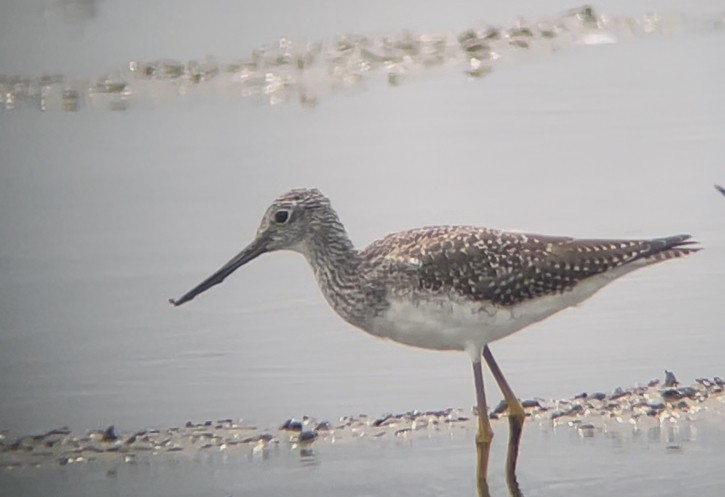 vodouš velký - ML641580603