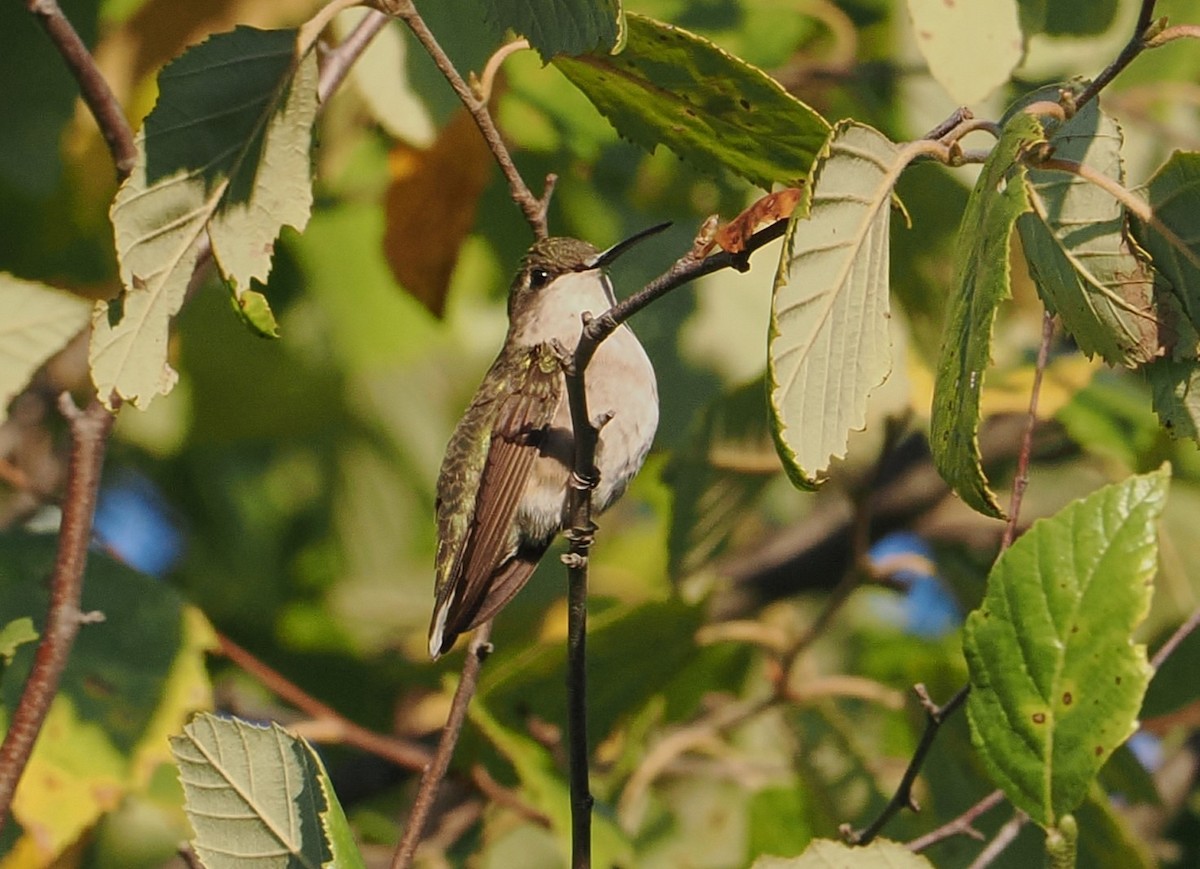 Ruby-throated Hummingbird - ML641580605