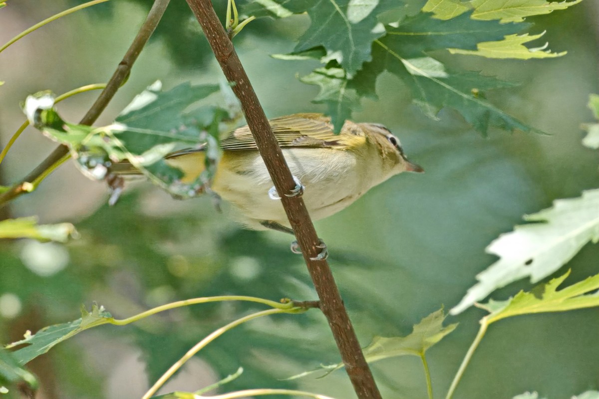 Red-eyed Vireo - ML641580606