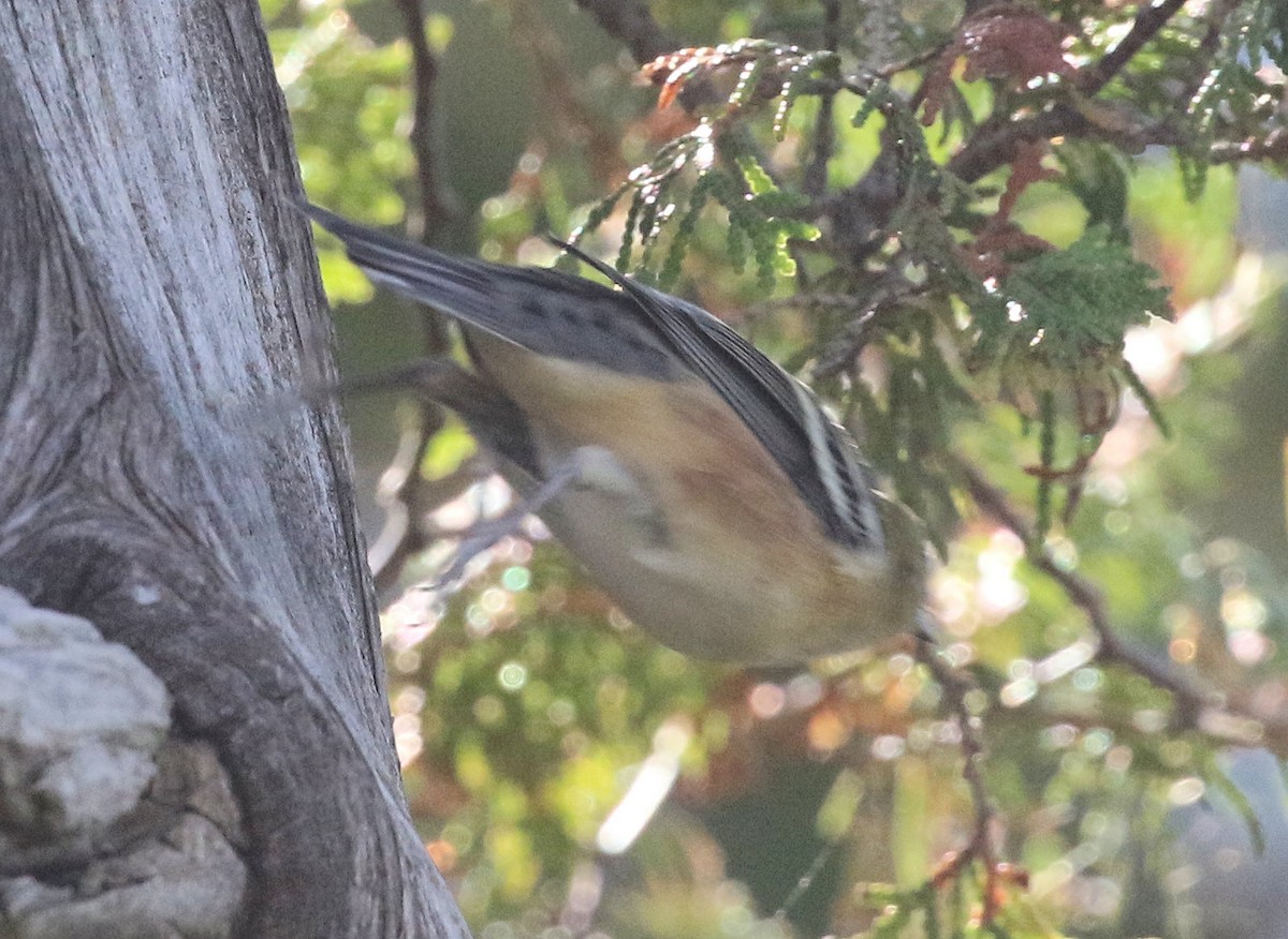 Bay-breasted Warbler - ML641580641