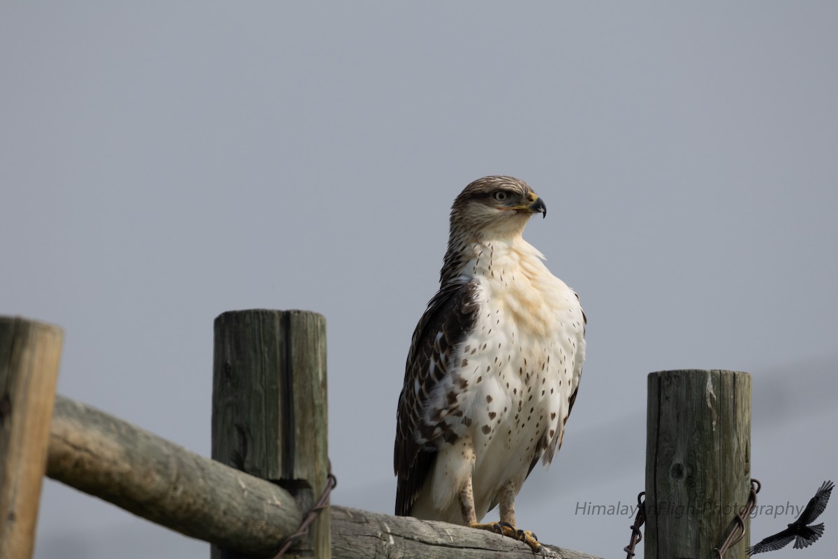 Ferruginous Hawk - ML641580662