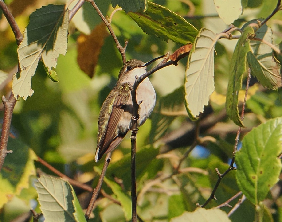 Ruby-throated Hummingbird - ML641580663