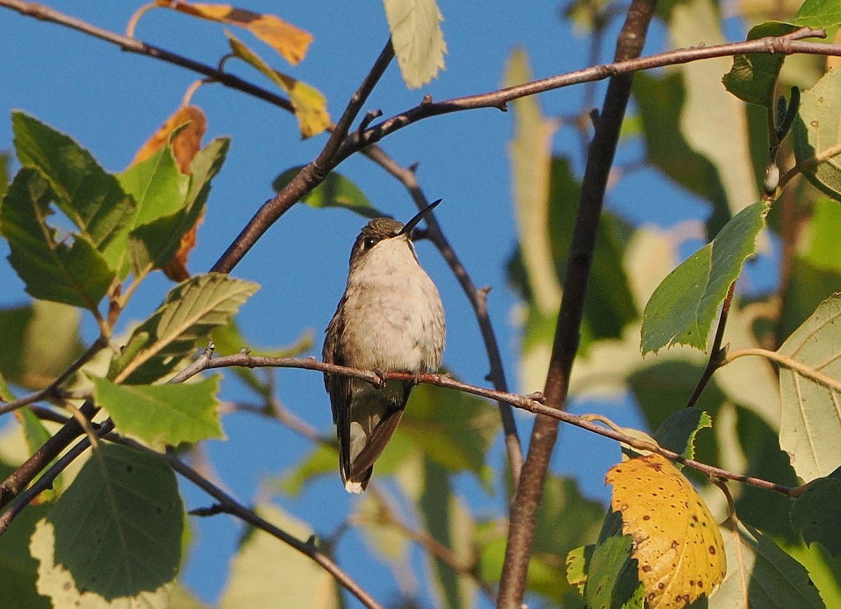 Ruby-throated Hummingbird - ML641580686