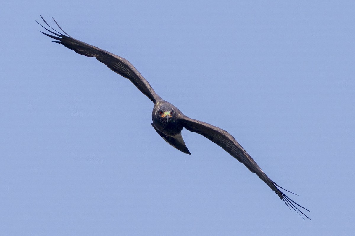 Snail Kite - ML641580691