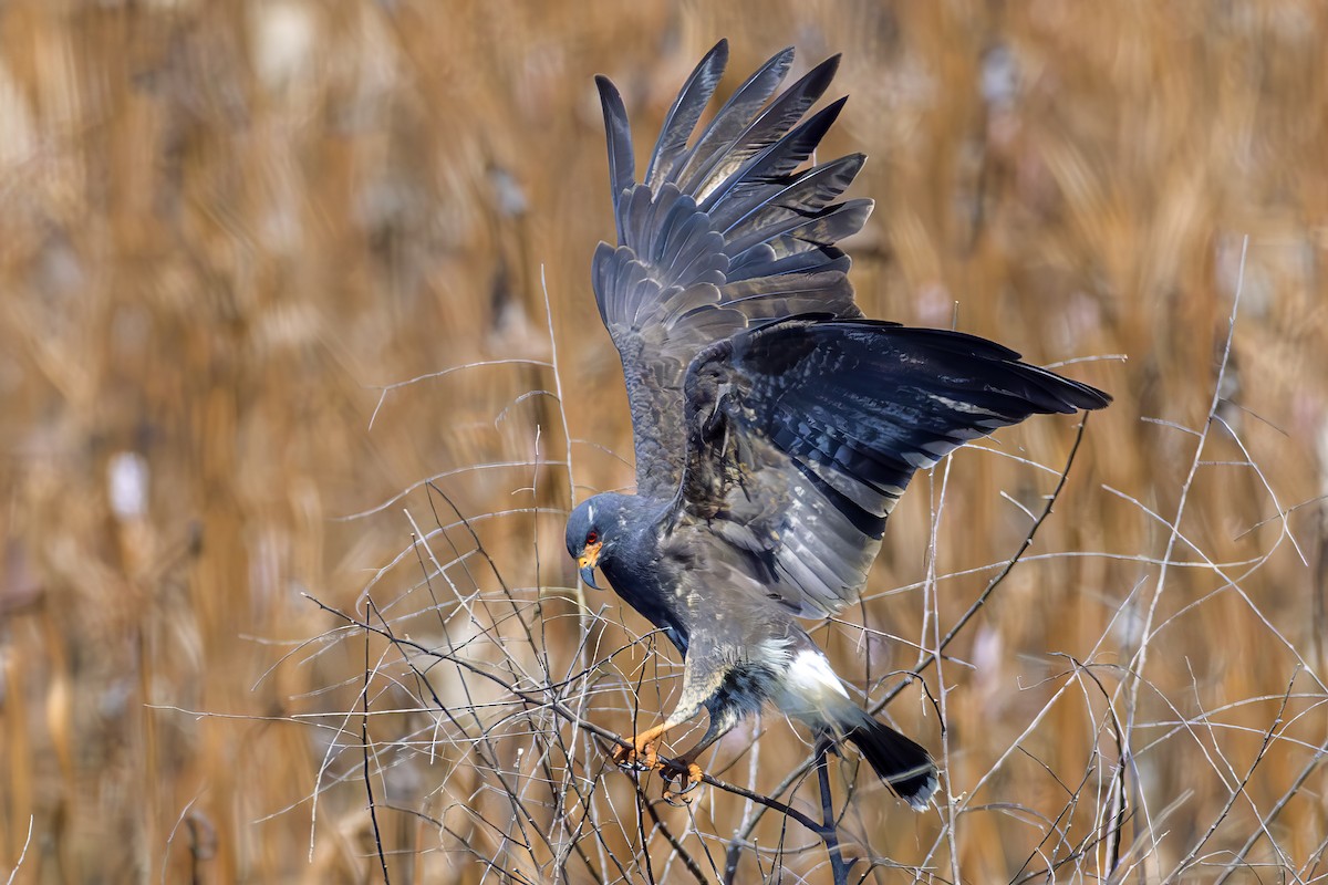 Snail Kite - ML641580693