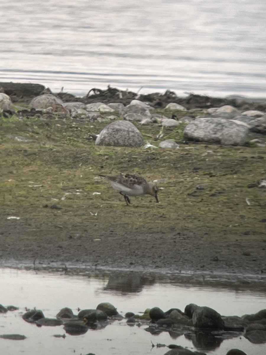 Red-necked Stint - ML641580699
