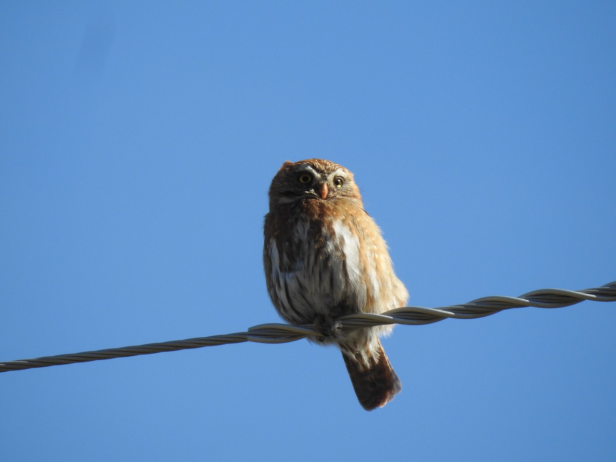 Austral Pygmy-Owl - ML641580700