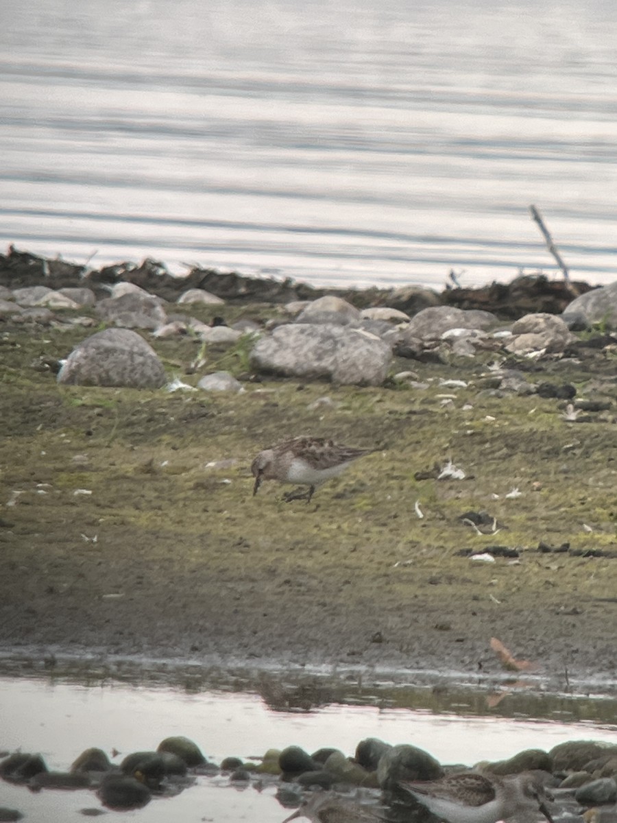 Red-necked Stint - ML641580712