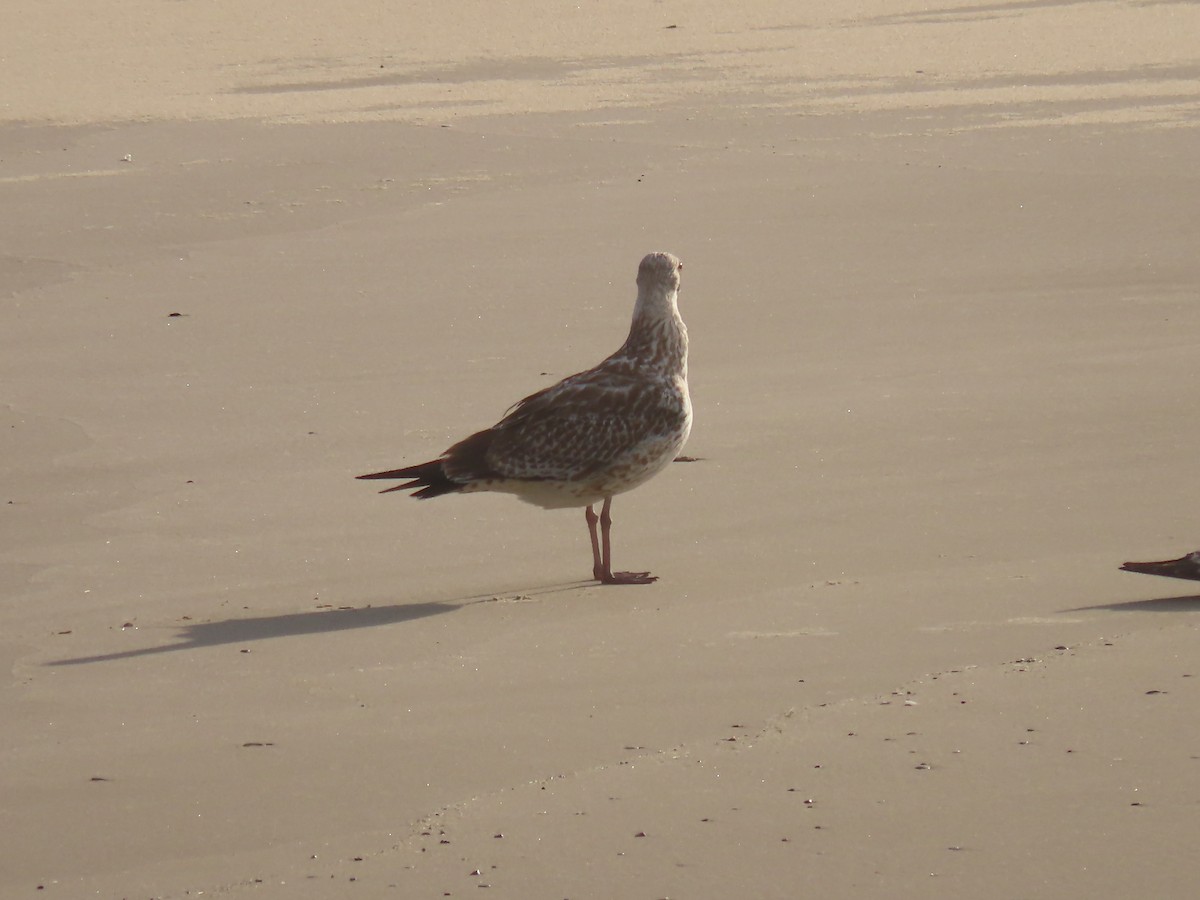 Caspian/Yellow-legged/Armenian Gull - ML641580821