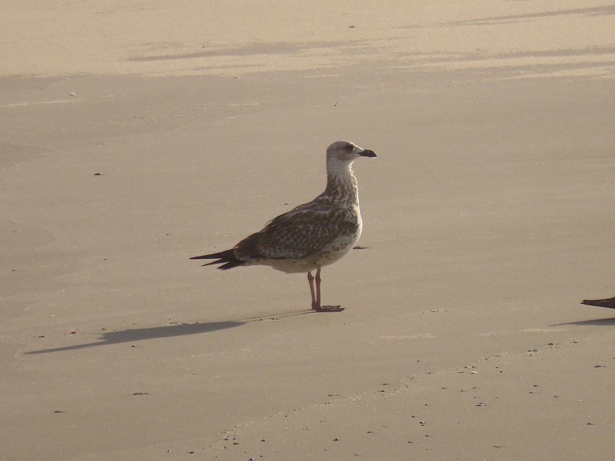 Caspian/Yellow-legged/Armenian Gull - ML641580822