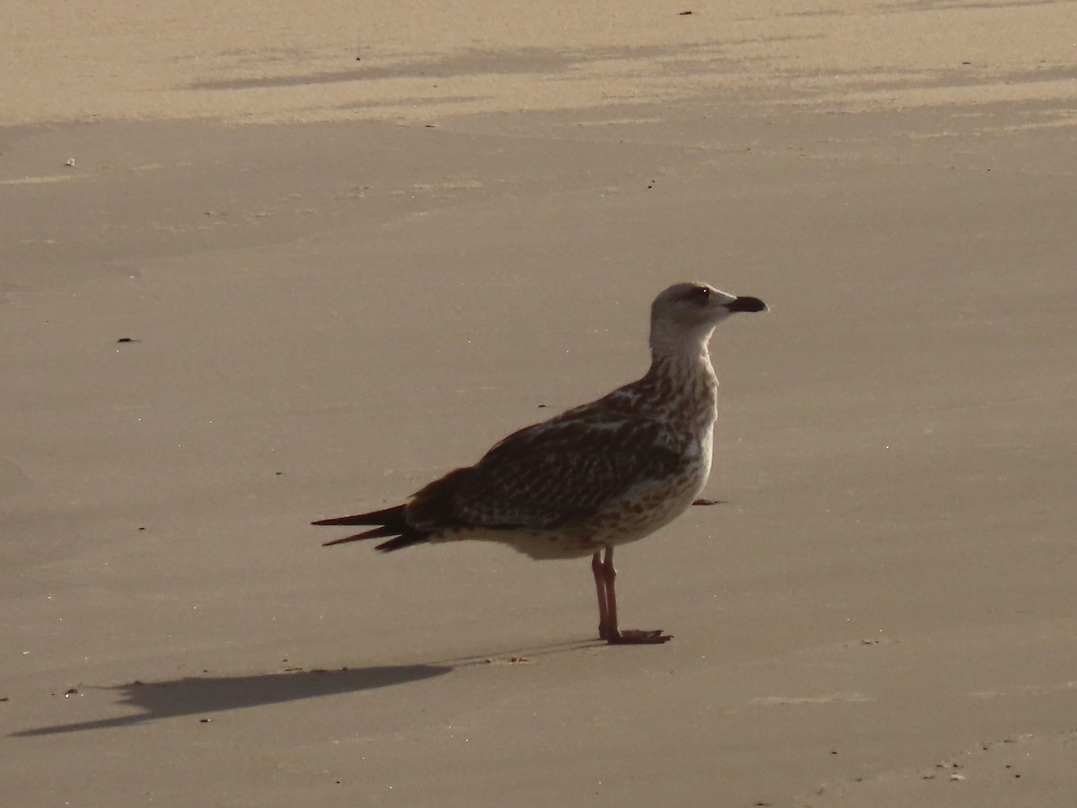 Caspian/Yellow-legged/Armenian Gull - ML641580823