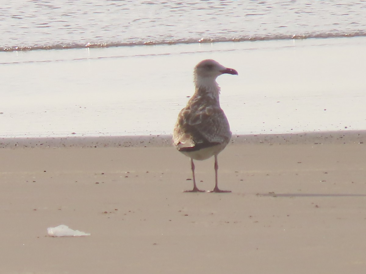 Caspian/Yellow-legged/Armenian Gull - ML641580824