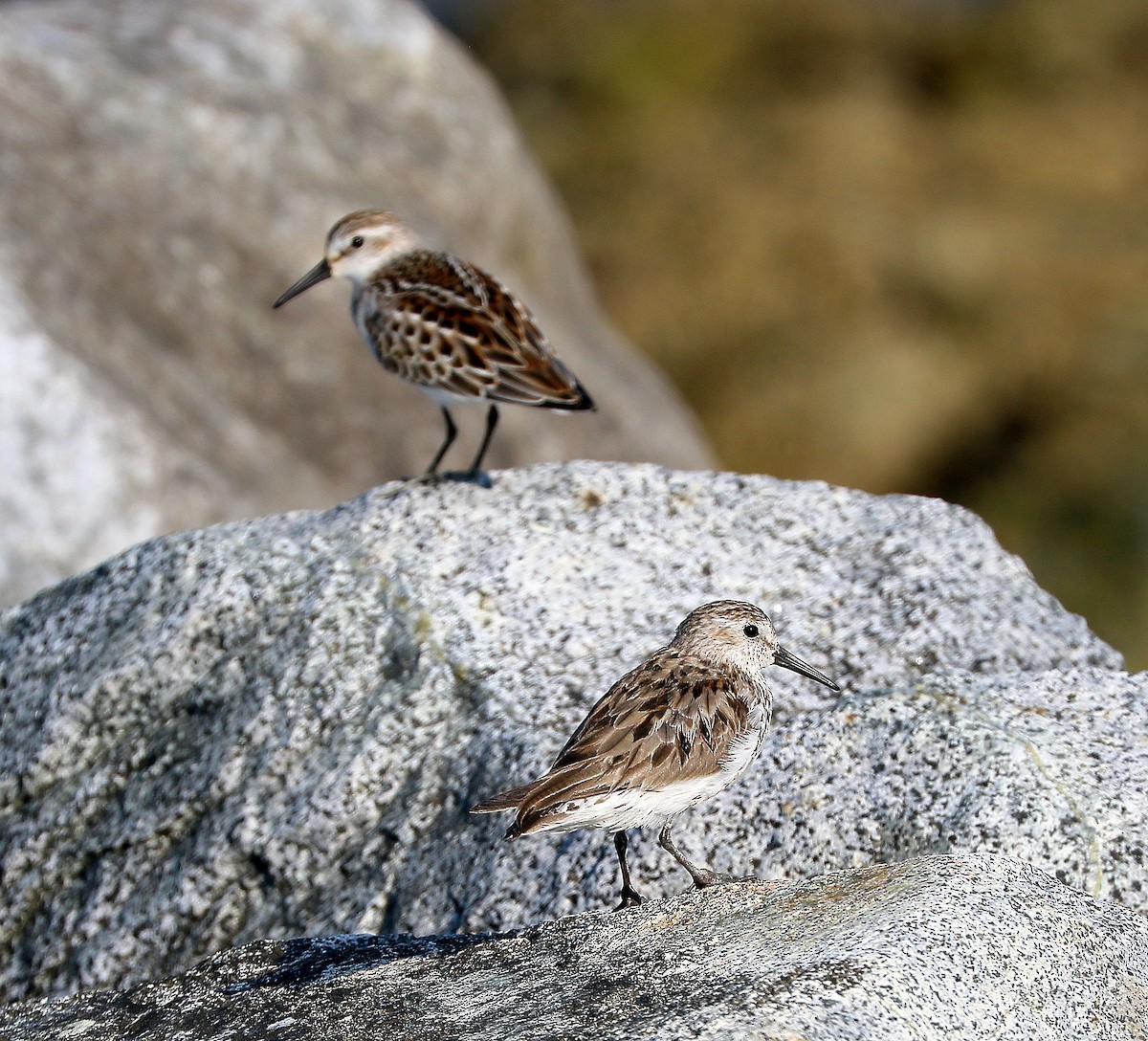 Western Sandpiper - ML641580838