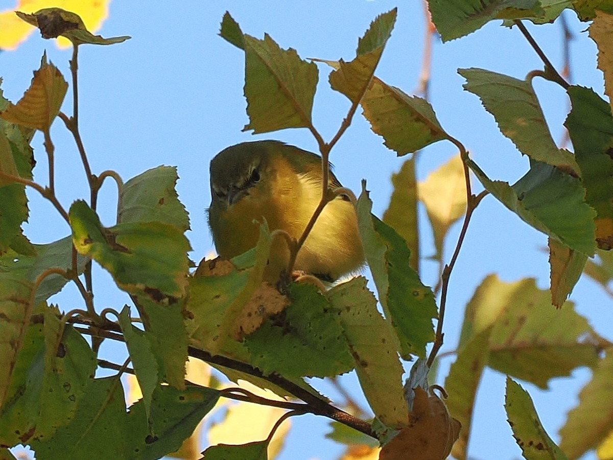 Tennessee Warbler - ML641580841