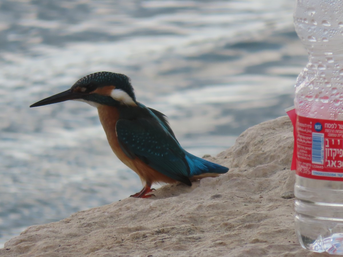 Common Kingfisher (Common) - ML641580875