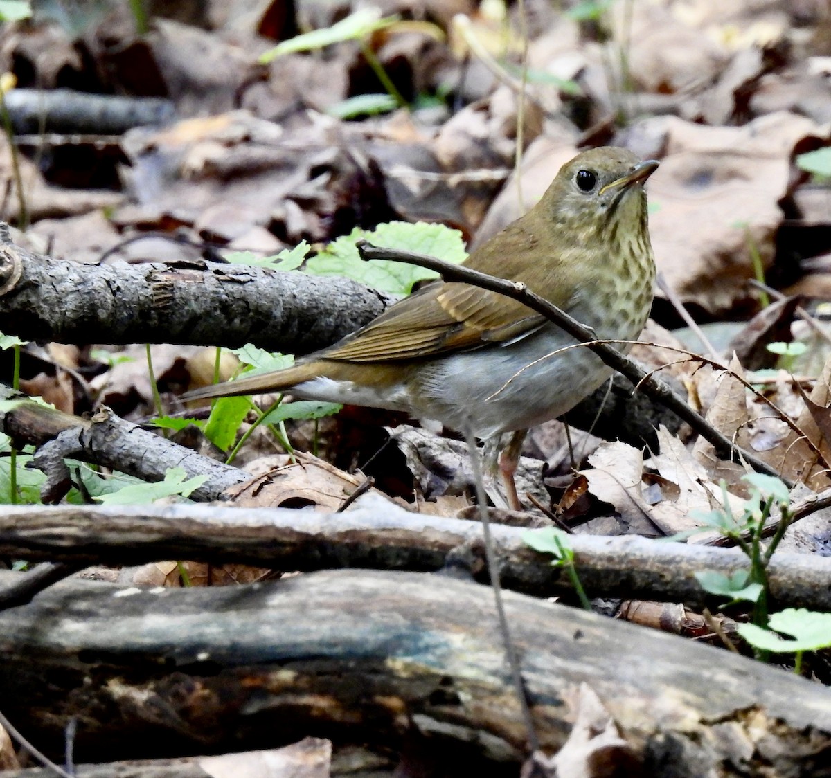 Veery - ML641580888