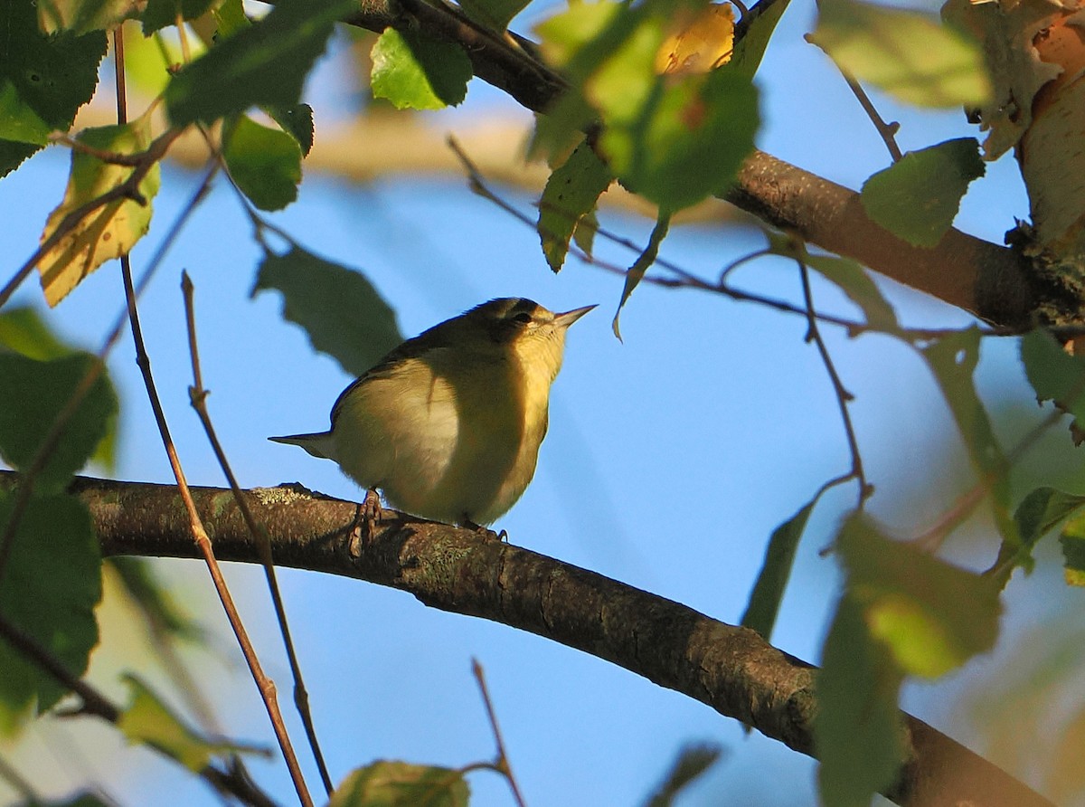 Tennessee Warbler - ML641580889