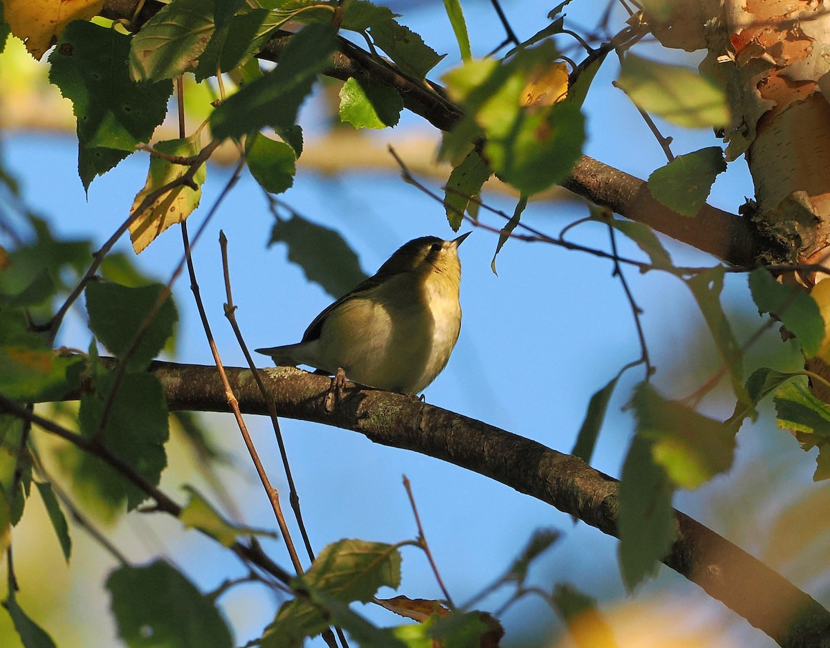 Tennessee Warbler - ML641580893