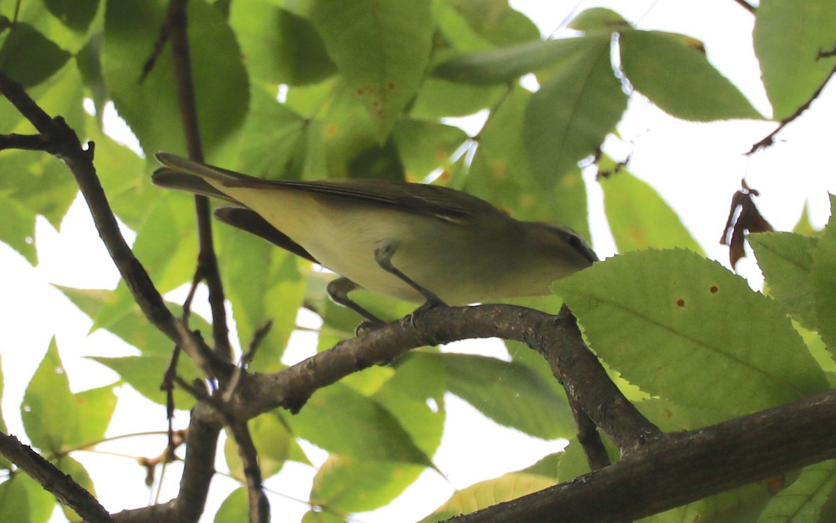 Red-eyed Vireo - ML641580894