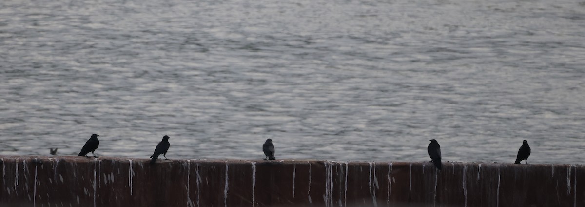 American/Fish Crow - ML641580902