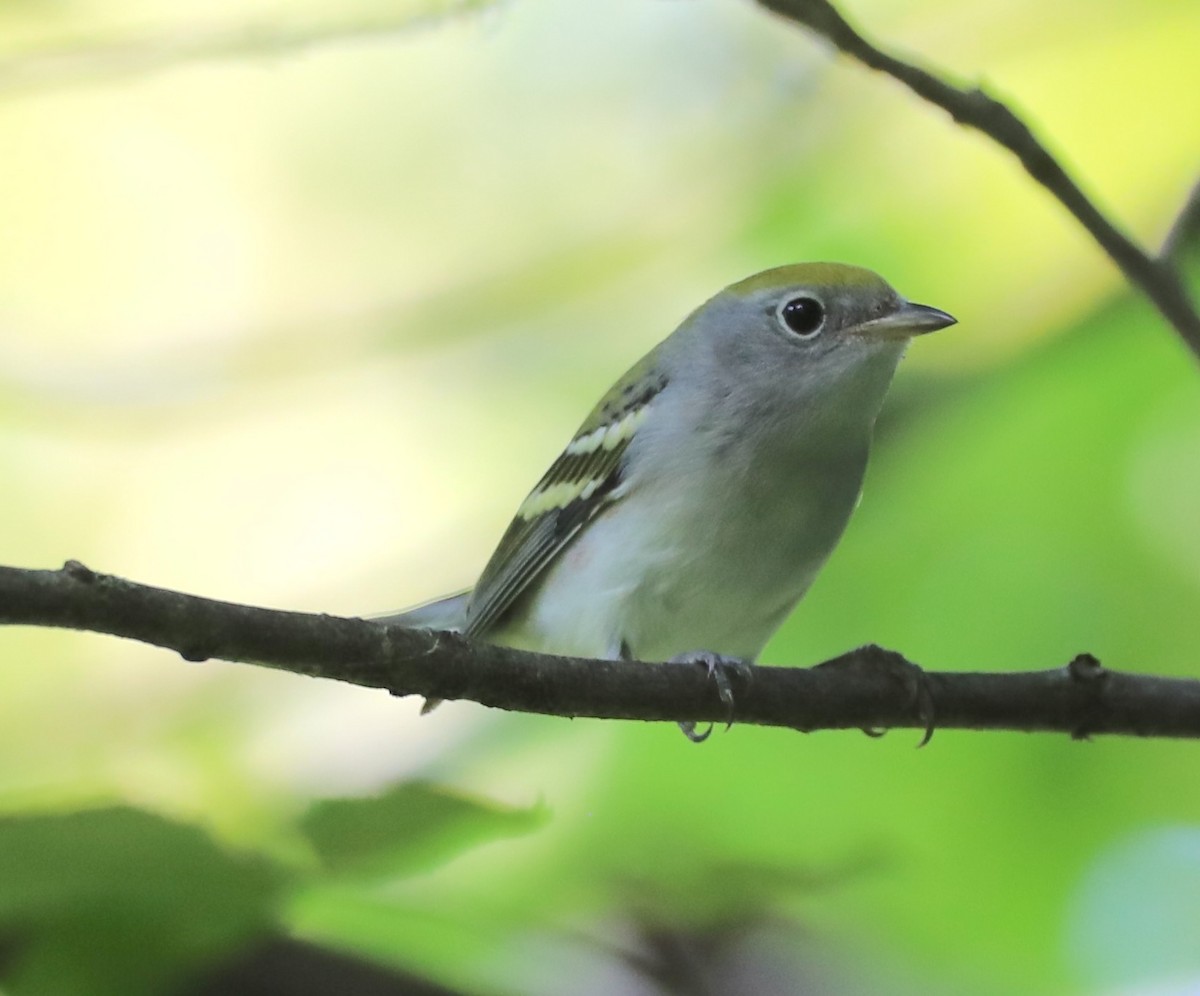 Chestnut-sided Warbler - ML641580924