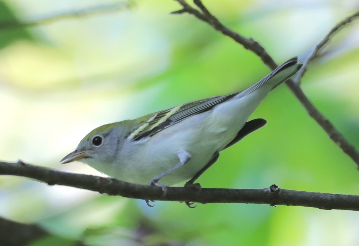 Chestnut-sided Warbler - ML641580933