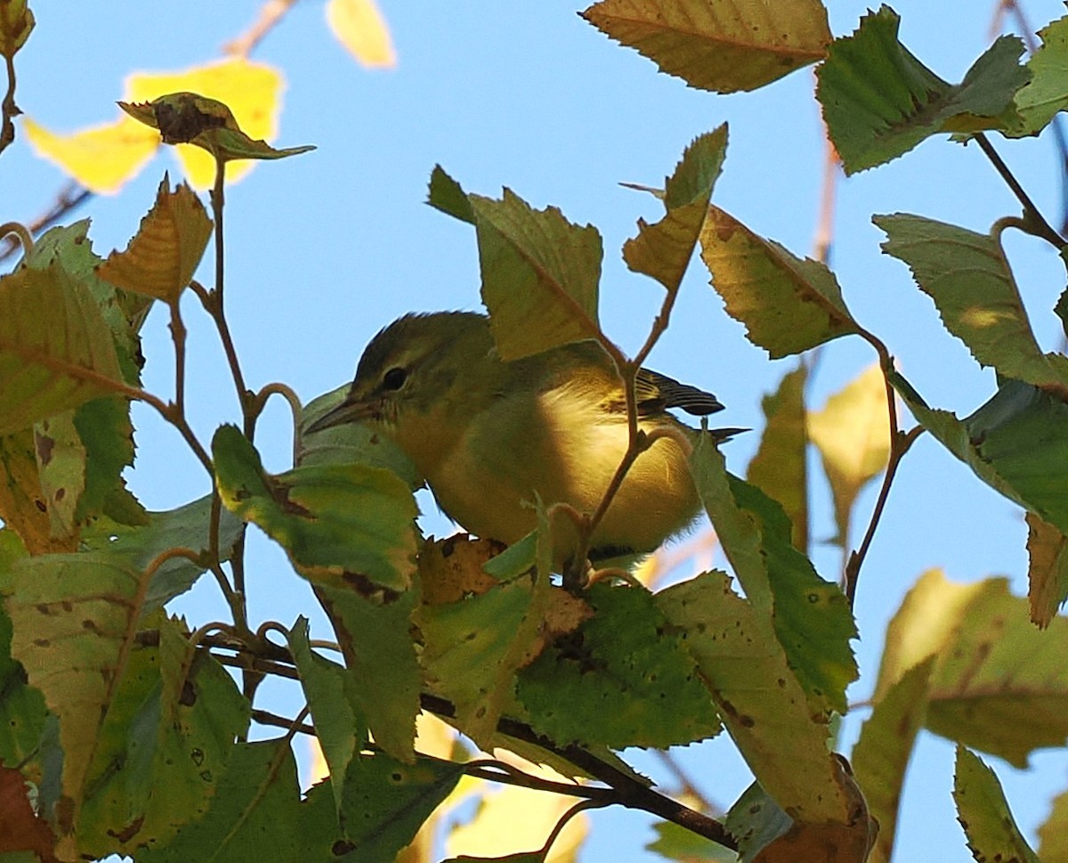 Tennessee Warbler - ML641580940