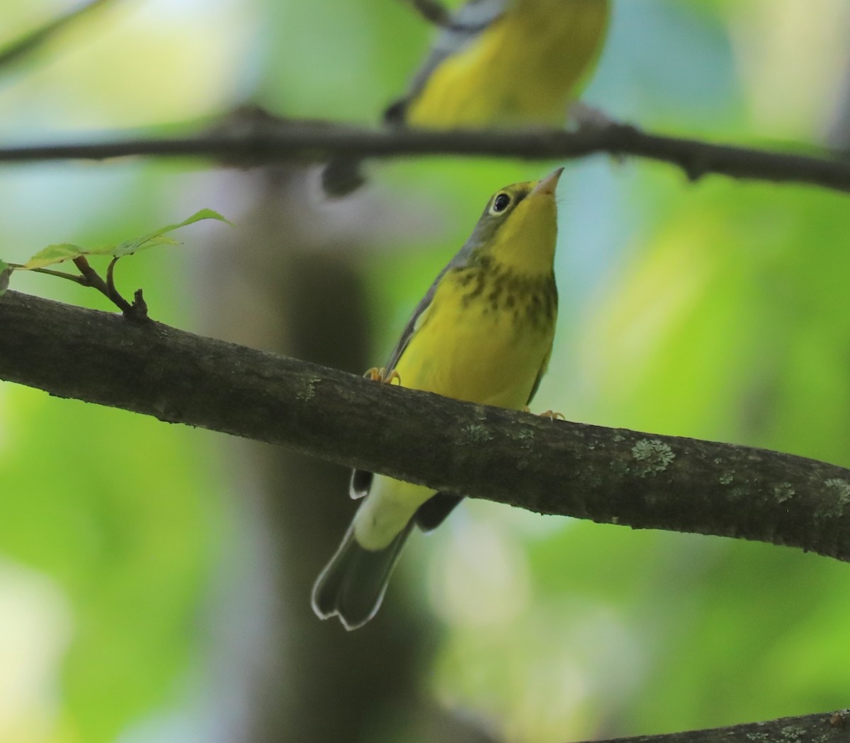 Canada Warbler - ML641580942