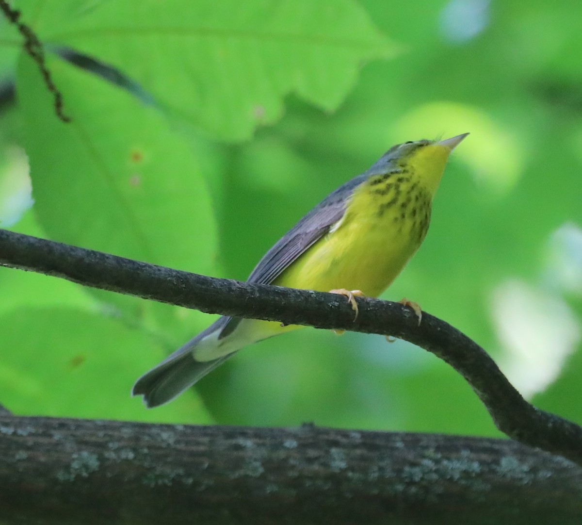 Canada Warbler - ML641580949