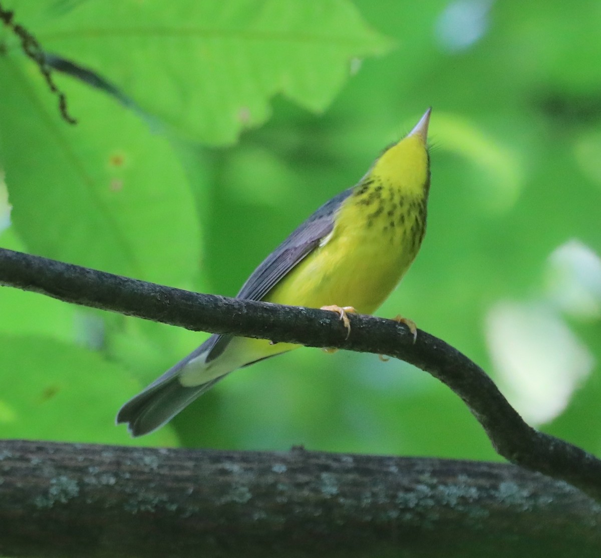 Canada Warbler - ML641580951
