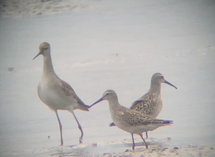 jespák dlouhonohý - ML641580954