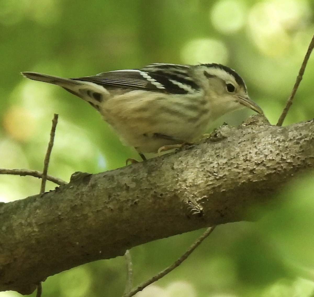 Black-and-white Warbler - ML641580984