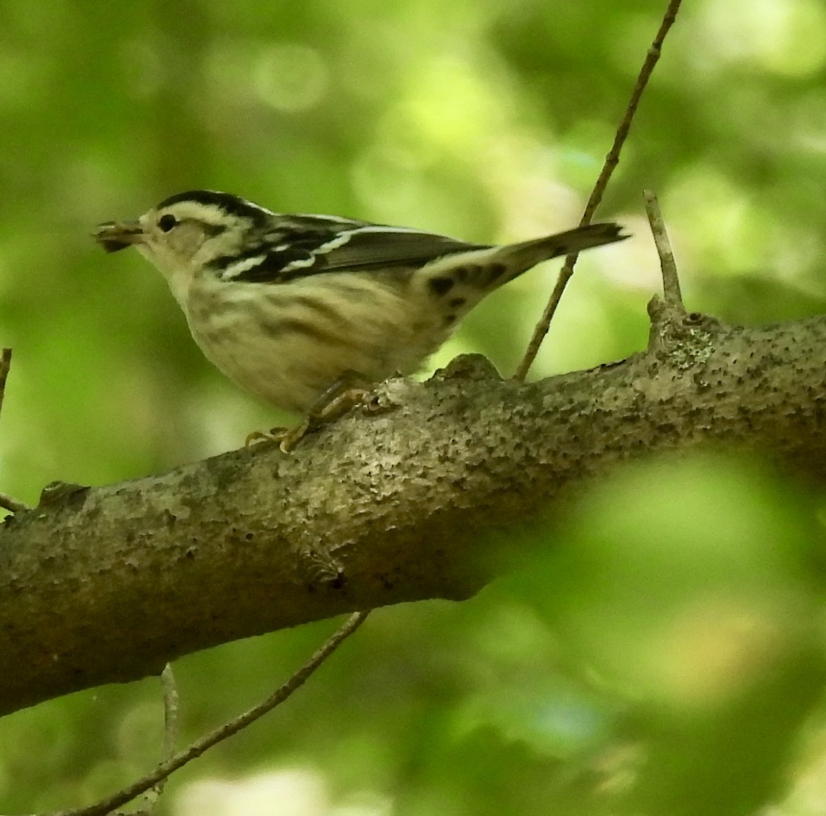 Black-and-white Warbler - ML641580985