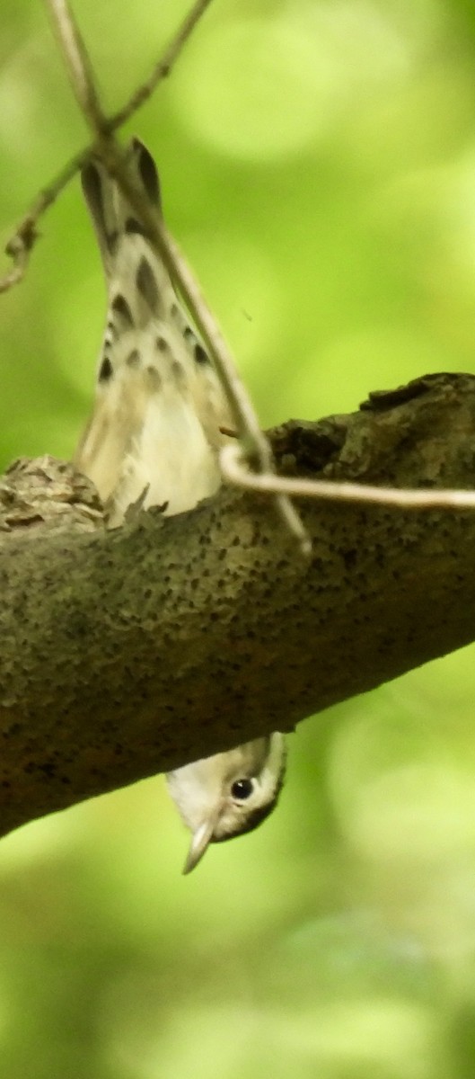 Black-and-white Warbler - ML641580986