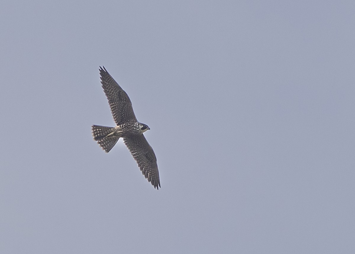 Halcón Peregrino - ML641580989