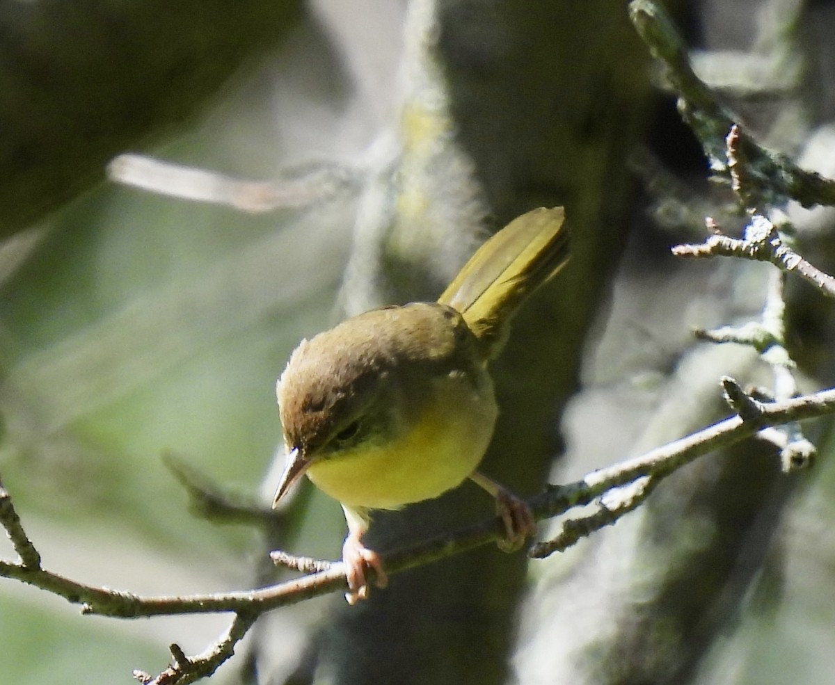 Common Yellowthroat - ML641581062
