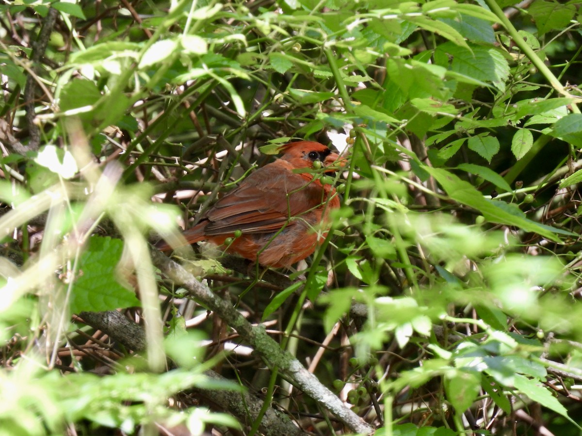 Northern Cardinal - ML641581089