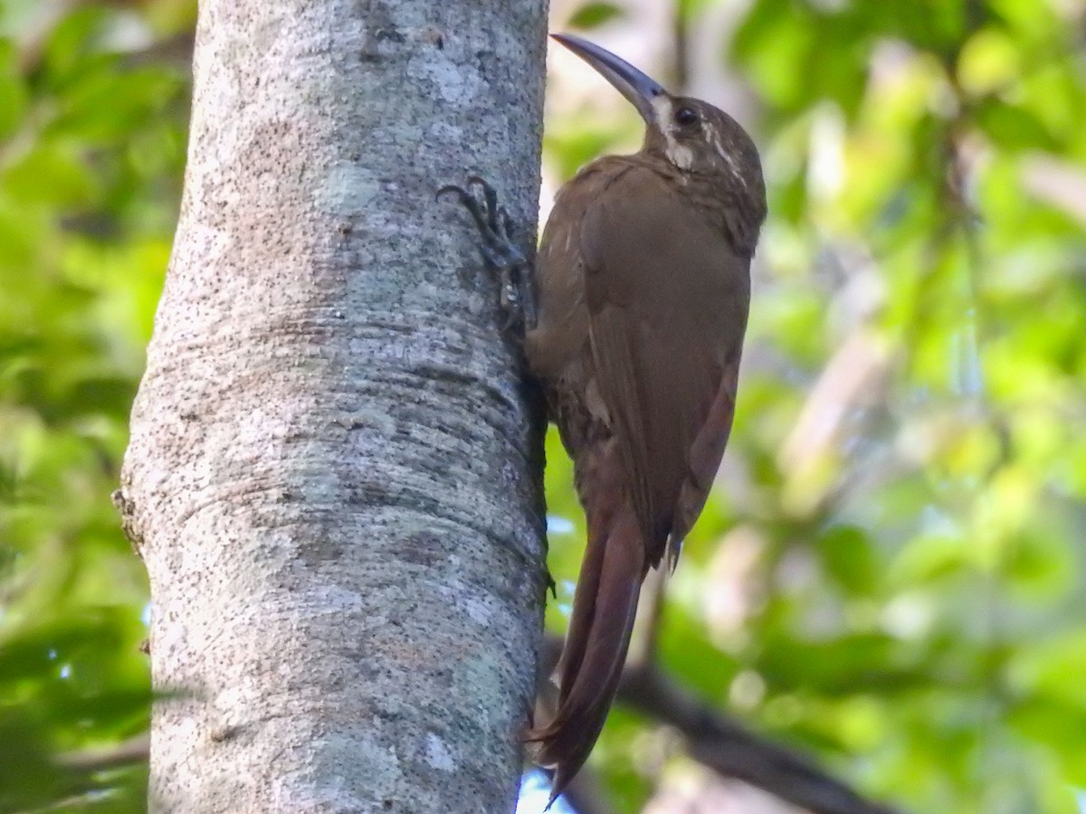 Moustached Woodcreeper - ML641581105