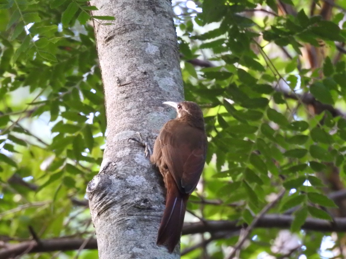 Moustached Woodcreeper - ML641581109