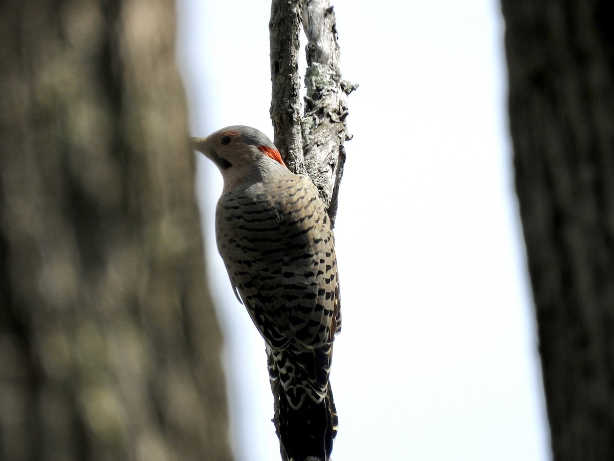 Northern Flicker - ML641581110