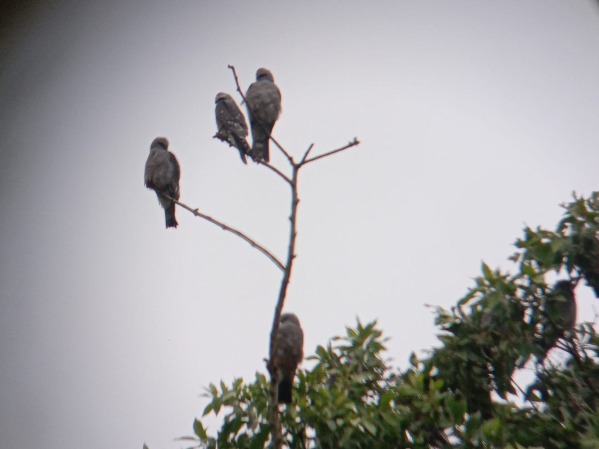 Mississippi Kite - ML641581111