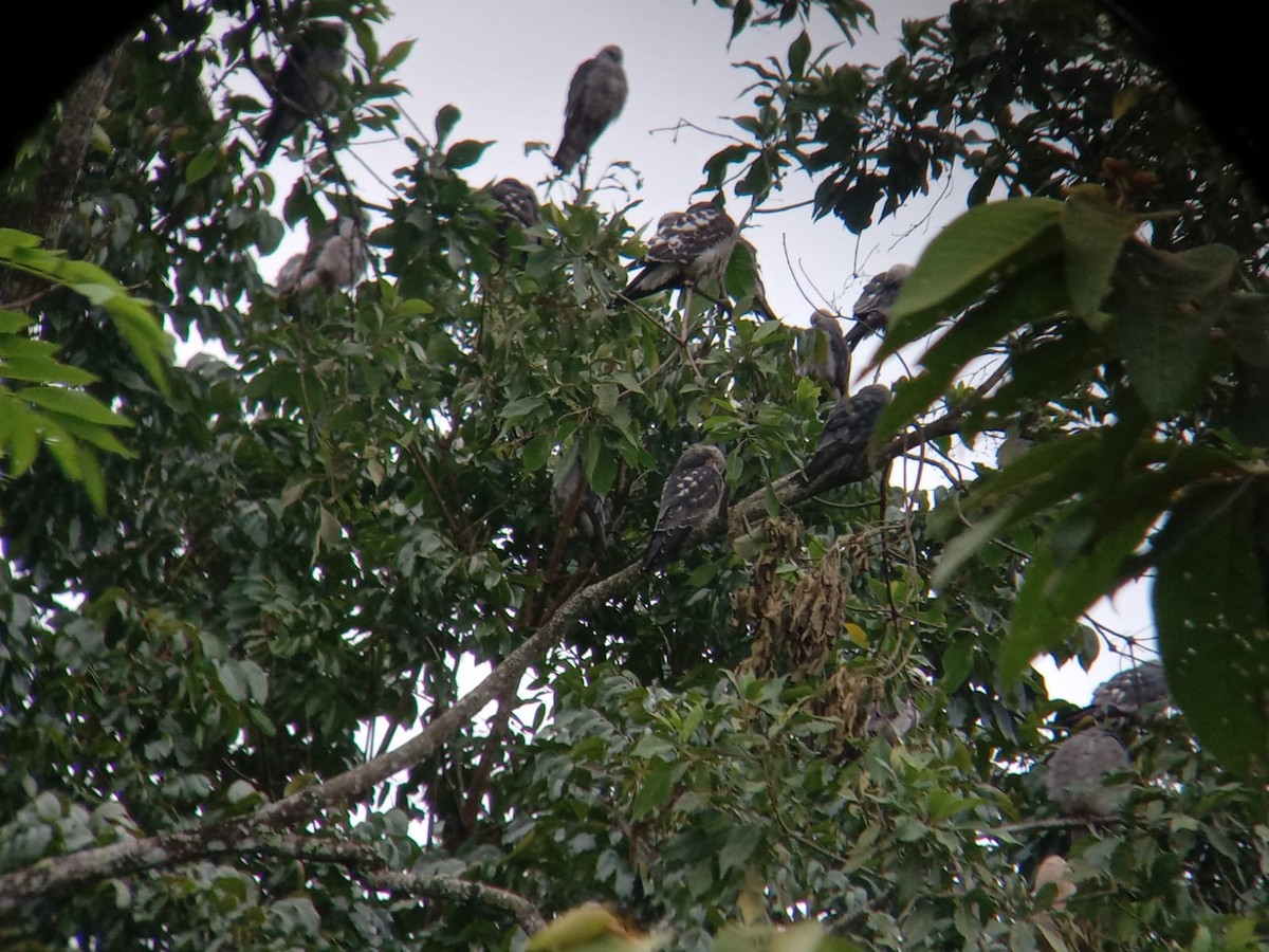 Mississippi Kite - ML641581112