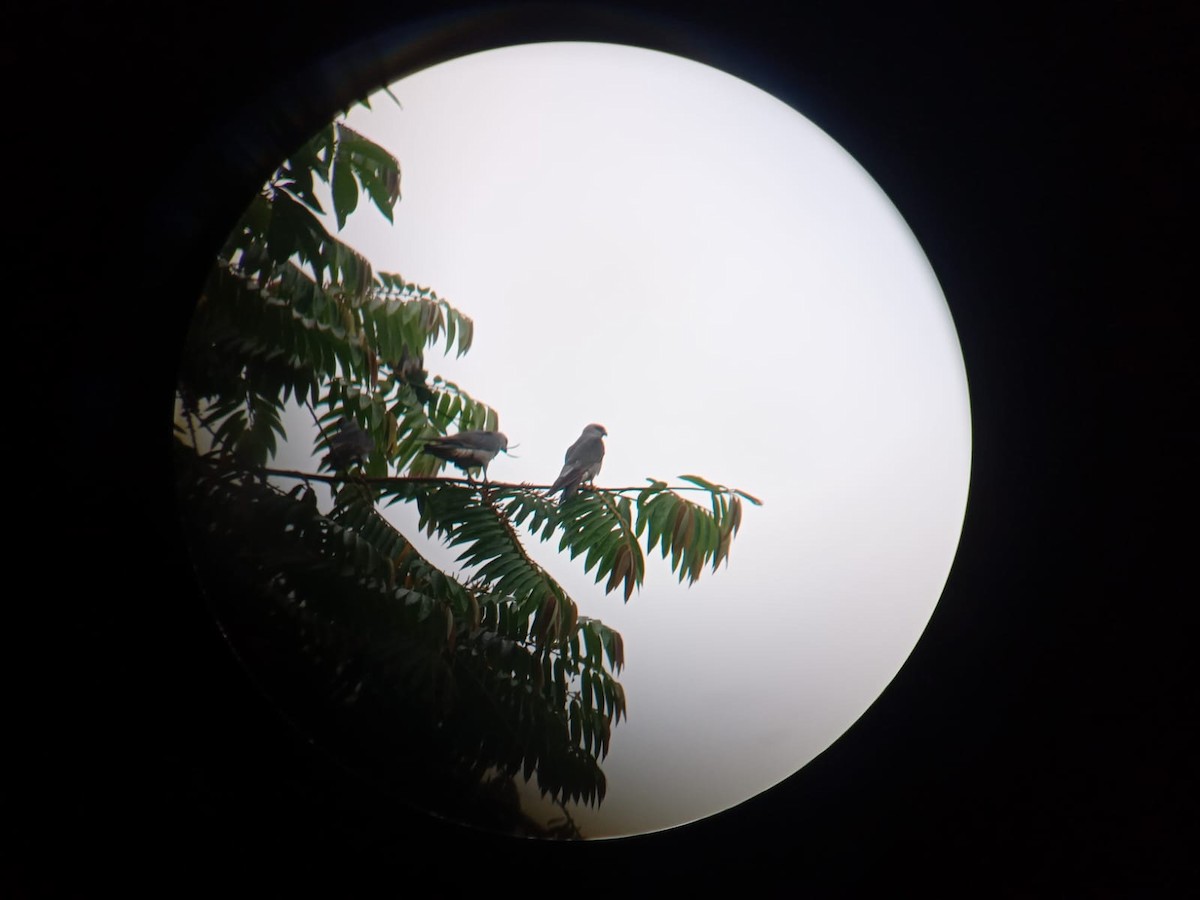 Mississippi Kite - ML641581113