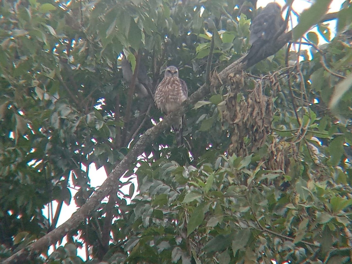 Mississippi Kite - ML641581114